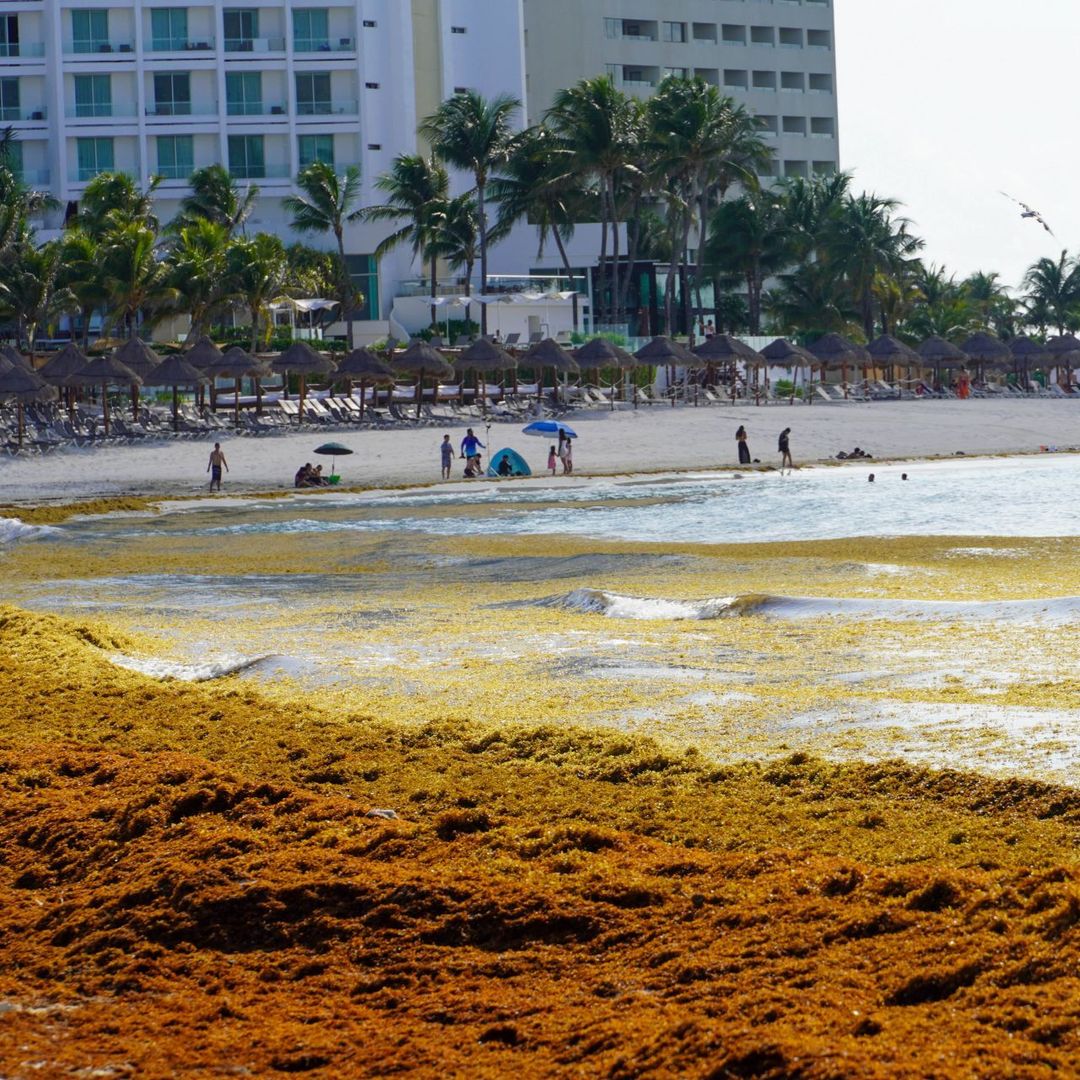 Sargazo Colma Playa Forum: Fotos Muestran Recale Masivo Hoy en Plenas Vacaciones 2026